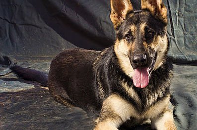 Las Vegas Pet Adoption Guide, Female german shepherd rescue las vegas
