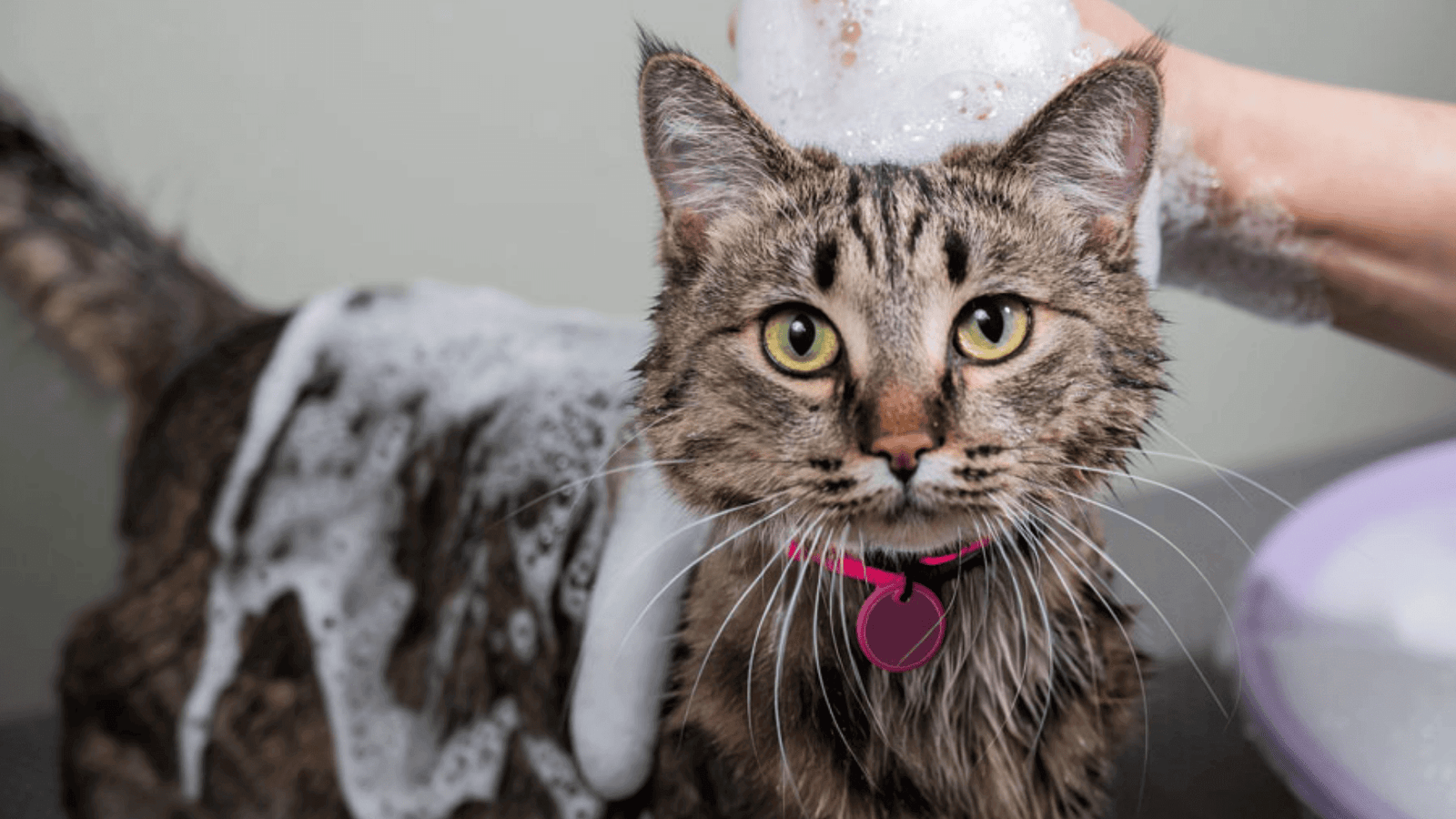 What Is Cat Grooming, Cat grooming for beginners, Cat grooming basics, How to groom a cat