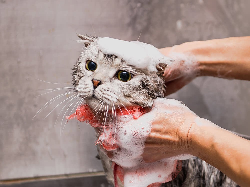 Why Regular Grooming Is Important for Cats