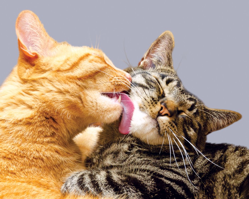 Can Cats Groom Themselves Enough,do cats groom themselves,don’t cats groom themselves