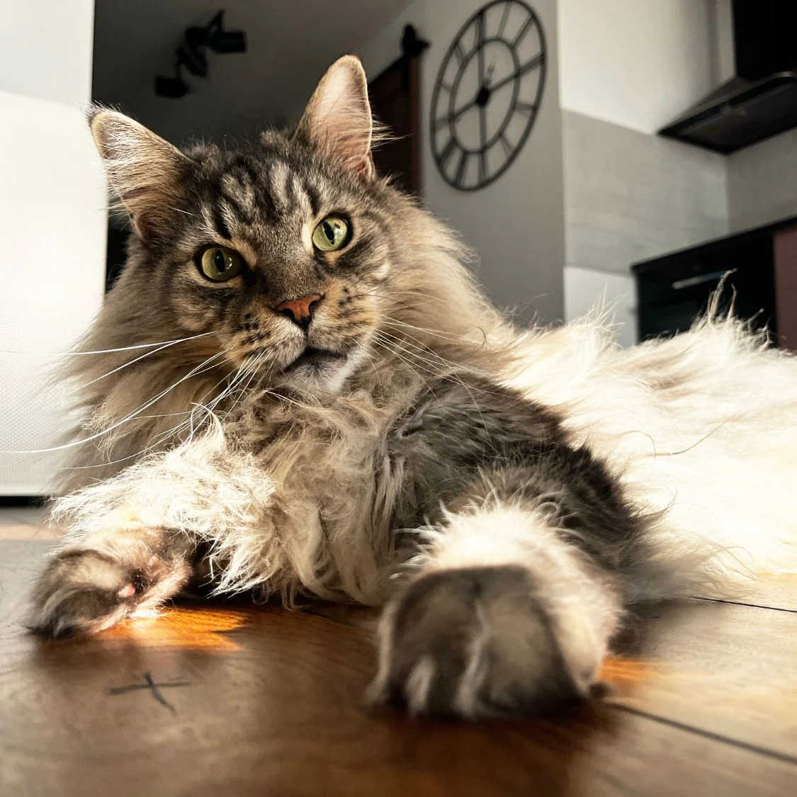 Grooming Long-Haired Cats,Grooming long haired cats at home,Trimming long haired cats bottom