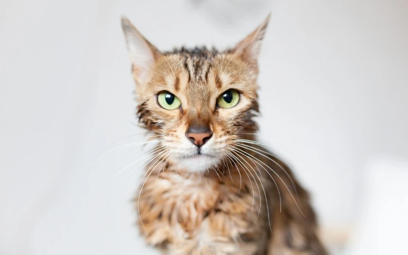 Is Cat Grooming Necessary for Indoor Cats