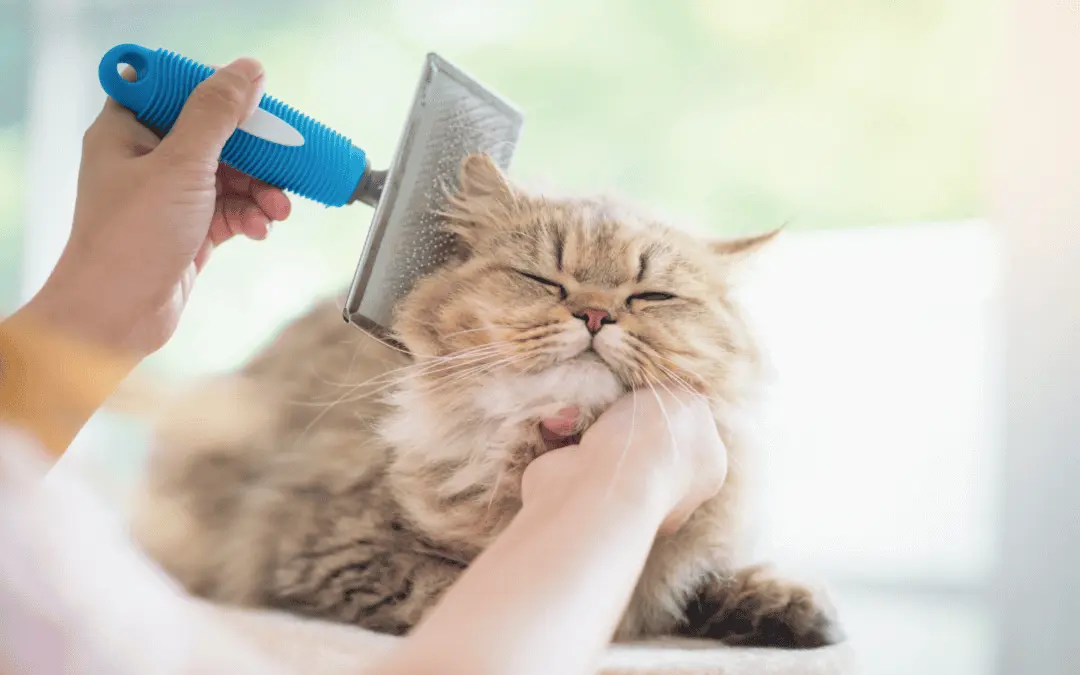 Common Cat Grooming Mistakes,common pet grooming mistakes,mistakes cat owners make grooming