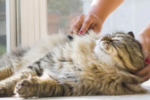 Does Grooming Stress Cats, can grooming stress cats, is grooming stressful for cats