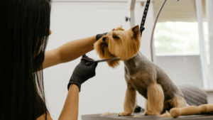 How Often Should You Actually Be Booking Professional Grooming?