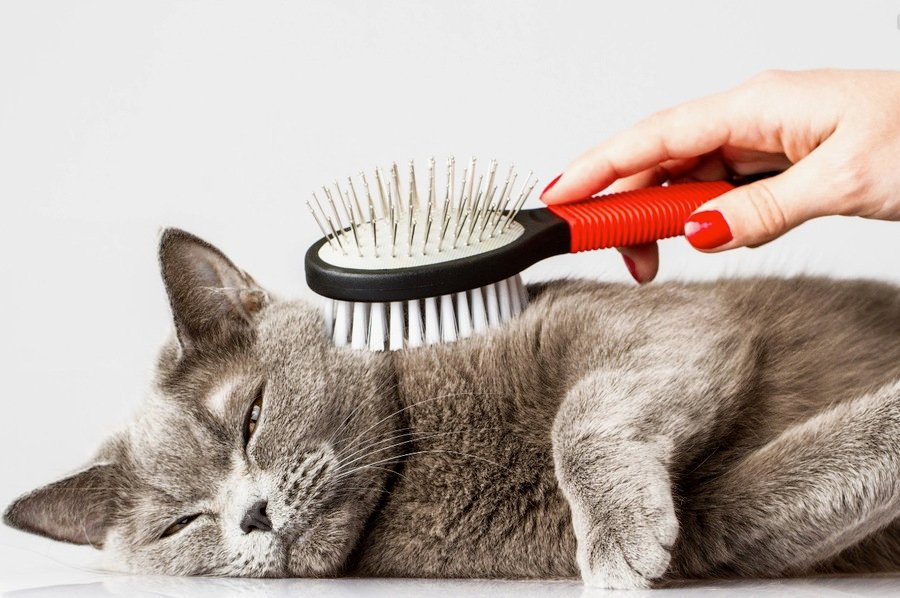 Is Professional Cat Grooming Worth It, Is professional cat grooming worth it, Should I get my cat professionally groomed