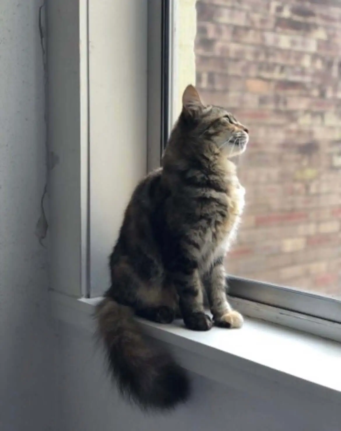 Luna the cat after grooming guidance