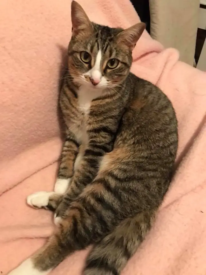 Mittens the cat after proper grooming