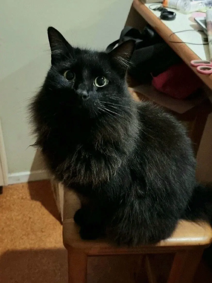 Shadow the cat healthy coat after grooming