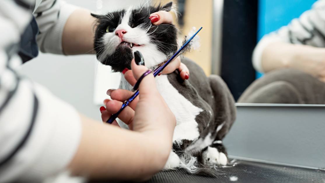 Signs Your Cat Needs Professional Grooming, how to tell if a cat needs grooming, does my cat need professional grooming