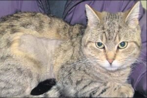 Signs of Stress During Grooming, is grooming stressful for cats