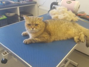 The Real Benefits of Professional Cat Grooming, Is professional cat grooming worth it