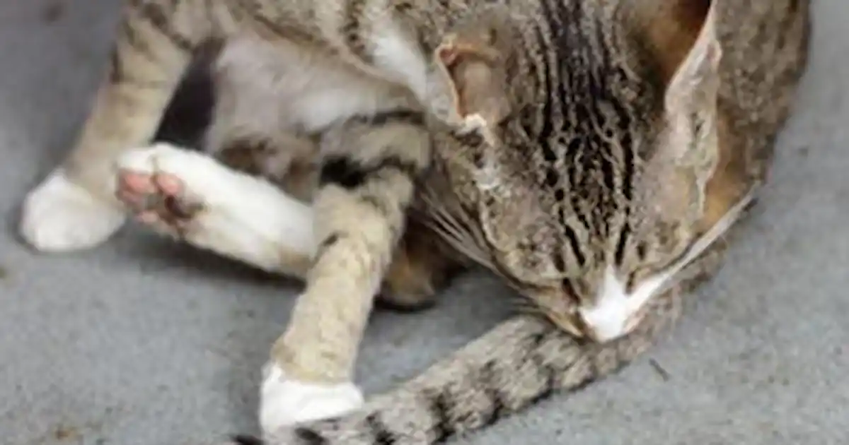 When Not to Groom a Cat