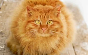 Does Grooming Stress Cats, can grooming stress cats, is grooming stressful for cats